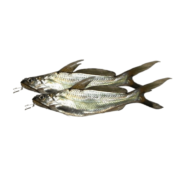 Fish Tengra
