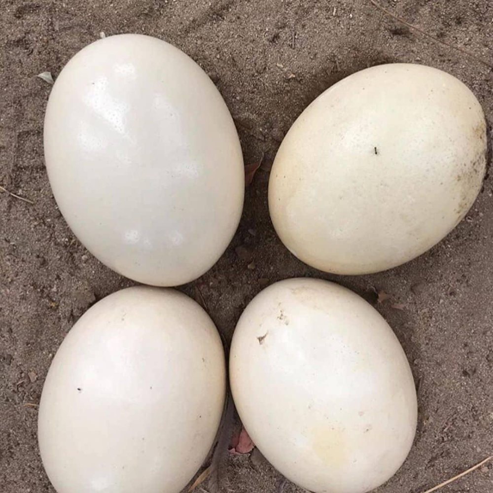 Ostrich Eggs (1 pic)