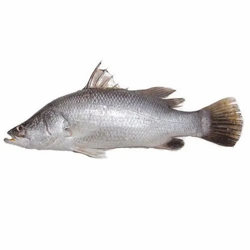 Fish Sea Bass Bhetki